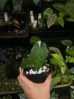 (Category: ) located in . Submitted by rootsingarden (Listing ID 1384747615, Image 1). Description: .