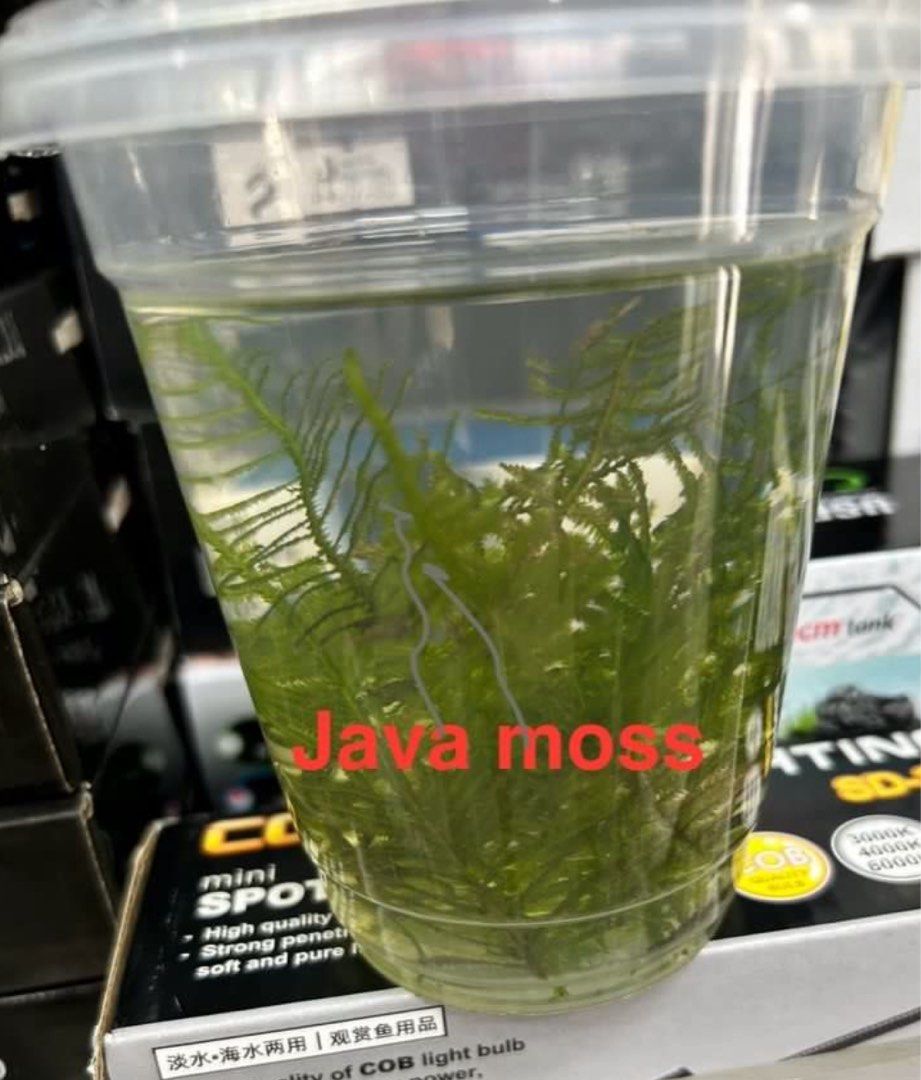 Aquatic plants - various (Category: Pet Food) located in Singapore. Submitted by jaytanec7023 (Listing ID 1377973233, Image 3). Description: Freshly Frogbit 🐸. Pearlweed, red root floating all going 1 full hand of $4.