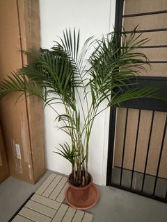 (Category: ) located in . Submitted by nabilah__z (Listing ID 1384724361, Image 1). Description: .