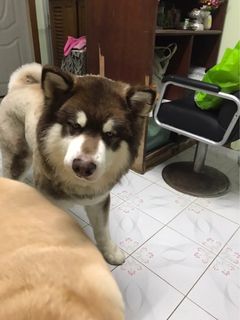 (Category: ) located in . Submitted by tosakan21 (Listing ID 1384754707, Image 1). Description: .