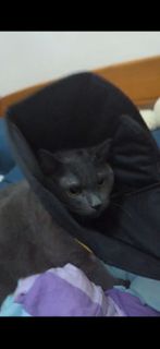 (Category: ) located in . Submitted by feeleefehleh (Listing ID 1384690490, Image 1). Description: .