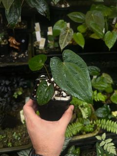 (Category: ) located in . Submitted by rootsingarden (Listing ID 1384747140, Image 1). Description: .