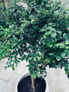 （分類：）位於 。 由 jefflauky.1 提交（商品編號 1385013968，圖片 1）。簡介： 。