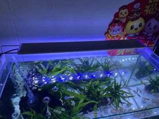 (Category: ) located in . Submitted by calvinozc (Listing ID 1384907596, Image 1). Description: .