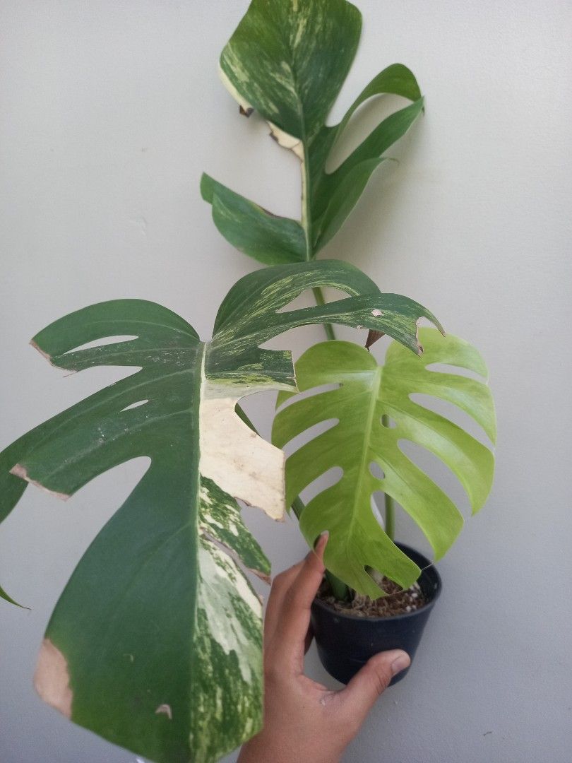 Borsi Aurea (Category: Plants & Seeds) located in Quezon City. Submitted by one.thin9.less (Listing ID 1384851229, Image 2). Description: .