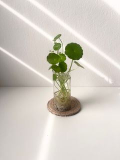 (Category: ) located in . Submitted by tropicalleaf (Listing ID 1384935199, Image 1). Description: .