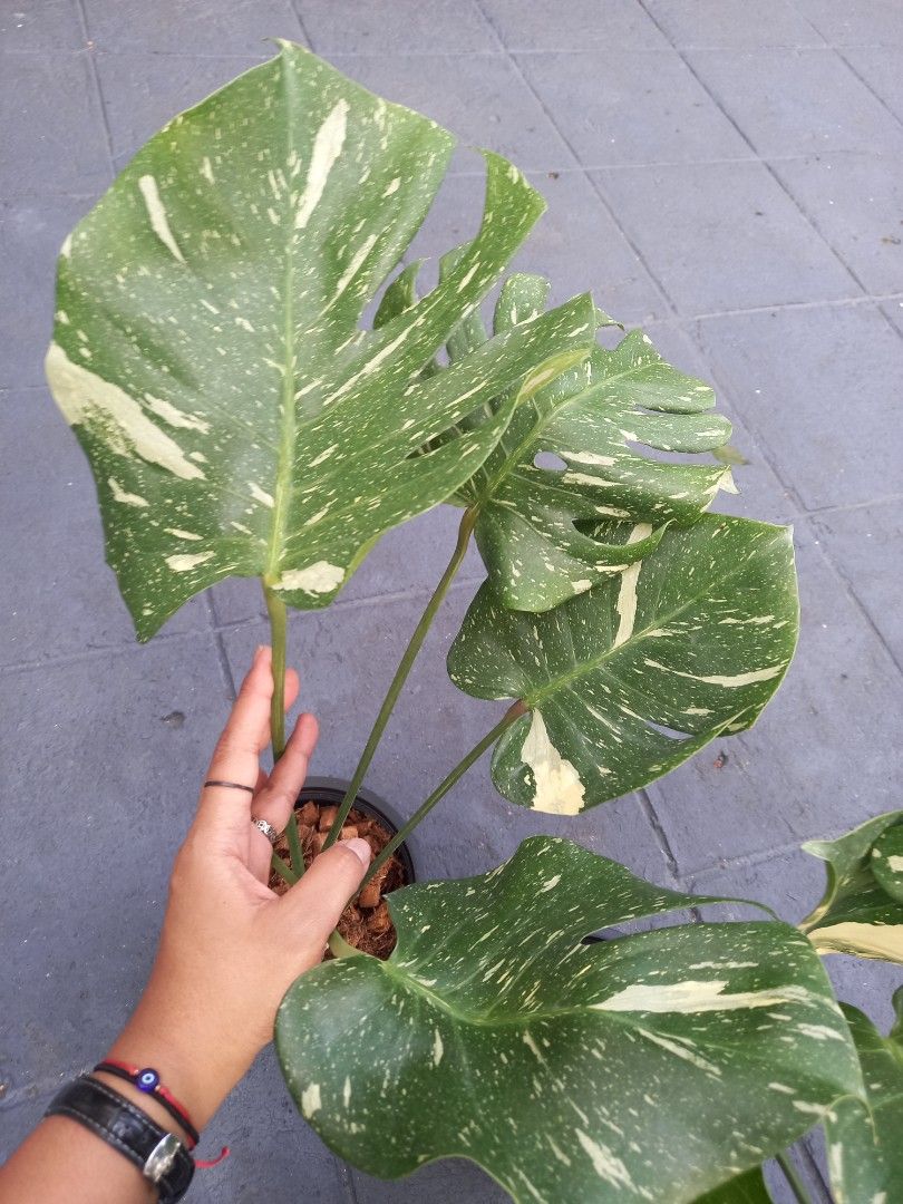 Thai Cons (Category: Plants & Seeds) located in Quezon City. Submitted by one.thin9.less (Listing ID 1384851117, Image 3). Description: 3 pots available.