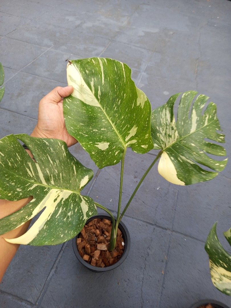 Thai Cons (Category: Plants & Seeds) located in Quezon City. Submitted by one.thin9.less (Listing ID 1384851117, Image 2). Description: 3 pots available.