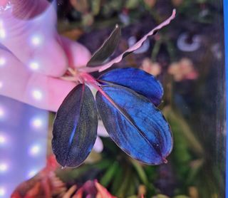 Bucephalandra Violet Blossom, Furniture & Home Living