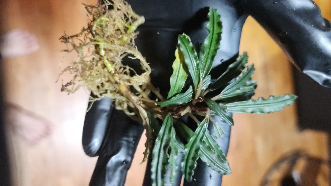 Bucephalandra sp stalk (Category: Plants & Seeds) located in Singapore. Submitted by ls2143 (Listing ID 1385073773, Image 1). Description: - Bucephalandra sp stalk - Buce Caterinae sp and another unknown sp with dark leaves.