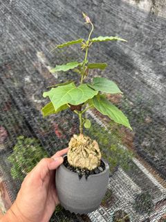 （分類：）位於 。 由 kirin569 提交（商品編號 1369034598，圖片 1）。簡介： 。