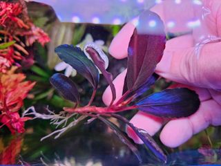 Bucephalandra sp. Violet Bolsom 小群生 Bucephalandra sp. Violet Bolsom 小群生