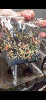 (Category: ) located in . Submitted by Lisa2011 (Listing ID 1385388893, Image 1). Description: .