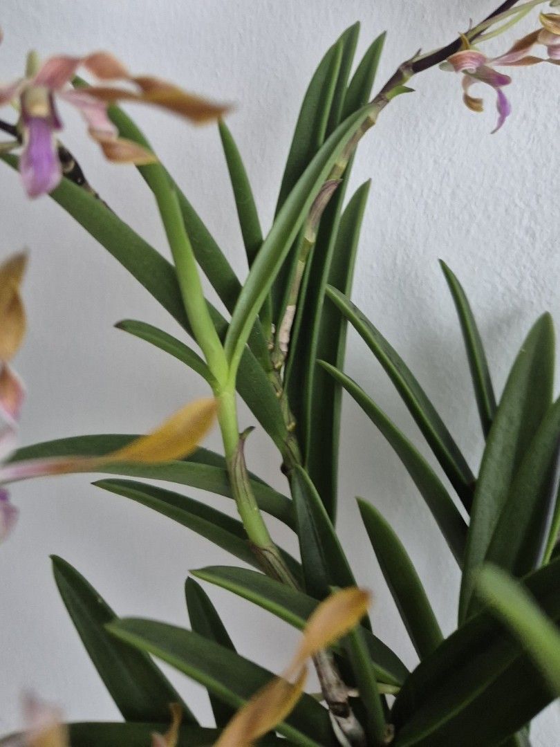 Keiki of Dendrobium Maid of Gloucester Furniture Home Living