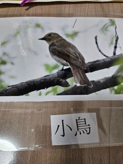 （分類：）位於 。 由 beebrr 提交（商品編號 1385467645，圖片 1）。簡介： 。