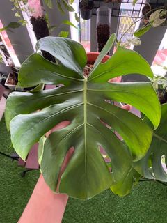 (Category: ) located in . Submitted by a1nursery (Listing ID 1385532661, Image 1). Description: .