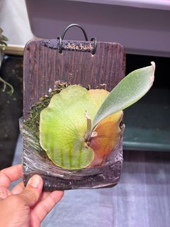 （分類：）位於 。 由 FernAroid 提交（商品編號 1385456645，圖片 1）。簡介： 。