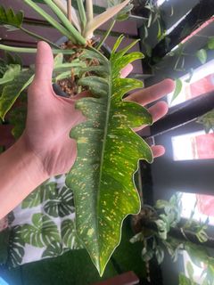 (Category: ) located in . Submitted by a1nursery (Listing ID 1385541604, Image 1). Description: .