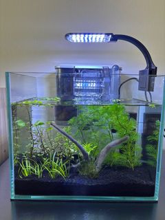 (Category: ) located in . Submitted by zz_plant (Listing ID 1385475159, Image 1). Description: .