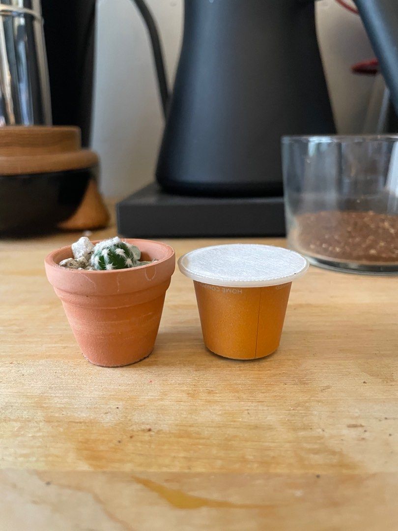 Tiny cactus (Category: Plants & Seeds) located in Singapore. Submitted by weiweitg (Listing ID 1385447068, Image 3). Description: Tiny cactus. Comes in tiny terra cotta pots. .