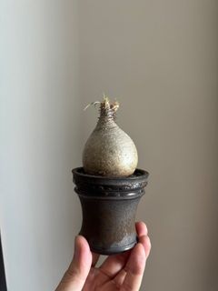 Raw Life Factory 宝掌 ◇ RawLifeFactory rlf ローライフファクトリー 植木鉢 / アガベ ホリダ チタノタ エボリスピナ等に fang botanize : 即完売初期 raw life factory rlf 宝印 木輪 鉢