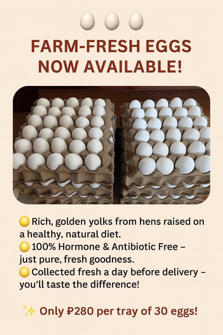 🥚🥚🥚 FARM-FRESH EGGS NOW AVAILABLE! 🥚🥚🥚 (Category: Fresh Produce) located in Quezon City. Submitted by desireeuy (Listing ID 1385680063, Image 1). Description: 💛 Rich, golden yolks from hens raised on a healthy, natural diet. 💛 100% Hormone & Antibiotic Free – just pure, fresh goodness. 💛 Collected fresh a day before delivery – you’ll taste the difference! ✨ Only ₱290 per tray of 30 eggs! ✨ 💴: BDO, Chinabank, UnionBank, GCash 🛵Delivery 
