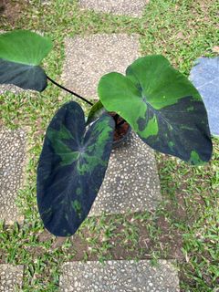 (Category: ) located in . Submitted by kaikaiplant (Listing ID 1385653594, Image 1). Description: .