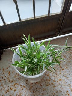 (Category: ) located in . Submitted by tohtzeheong (Listing ID 1385659801, Image 1). Description: .