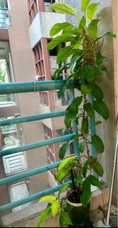 (Category: ) located in . Submitted by buzz6 (Listing ID 1385736673, Image 1). Description: .