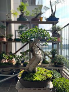 (Category: ) located in . Submitted by bonsai.hobbyist (Listing ID 1385711077, Image 1). Description: .