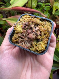 (Category: ) located in . Submitted by singaporecarnivorousplants (Listing ID 1385652762, Image 1). Description: .