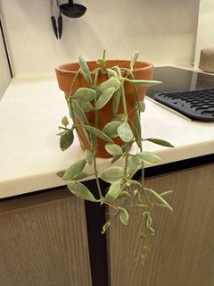 （分類：）位於 。 由 ahhhho 提交（商品編號 1390206349，圖片 1）。簡介： 。