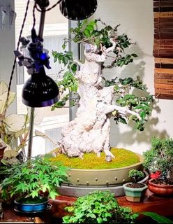 （分類：）位於 。 由 oddtiger_08373b 提交（商品編號 1391907519，圖片 1）。簡介： 。