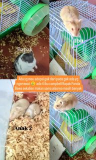 (Kategori: ) berada di . Dikirim oleh indhsptna (ID iklan 1391973675, Gambar 1). Deskripsi: .