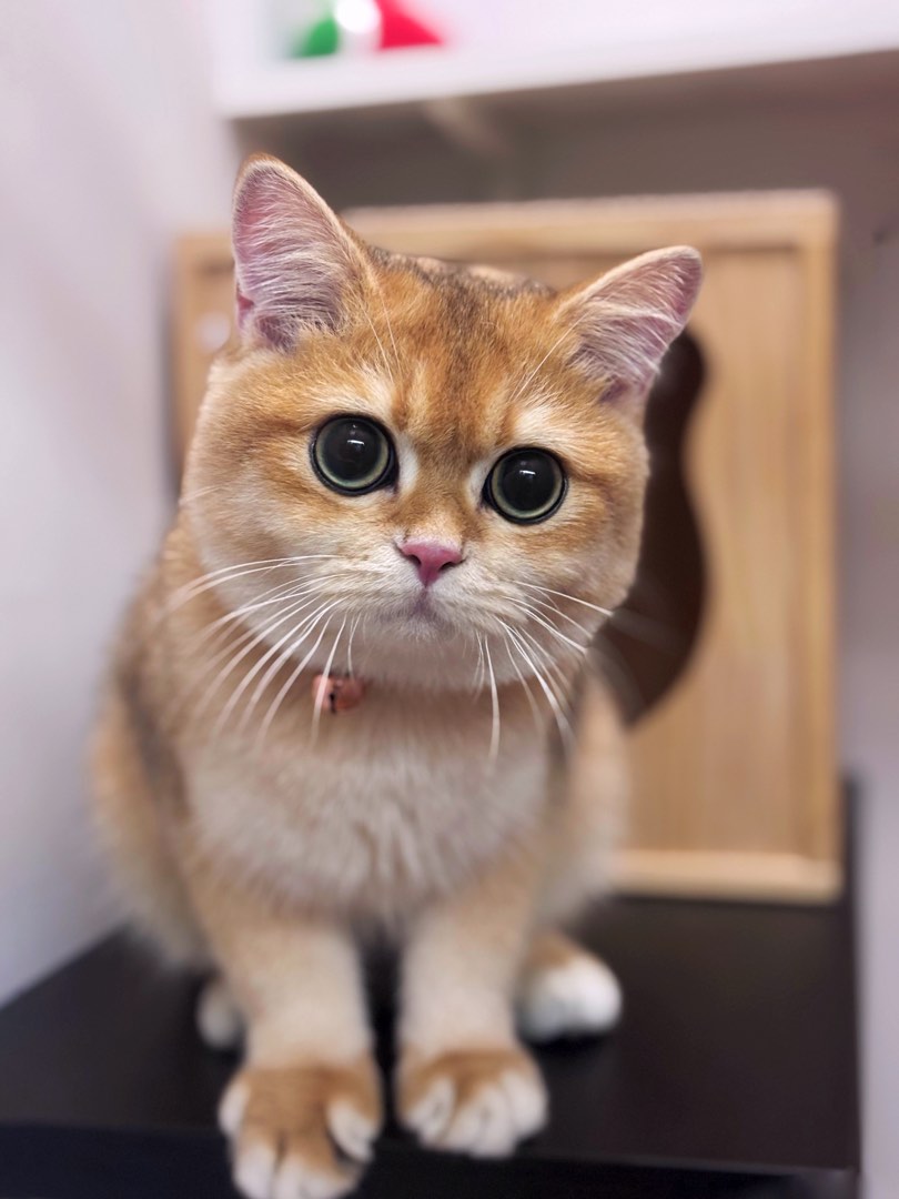 Cat Lovers Best Cat Boarding Places Near Me Cat Boarding Near Me