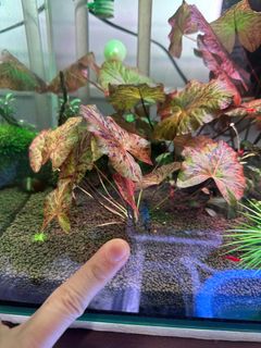 (Category: ) located in . Submitted by james_0624 (Listing ID 1391934374, Image 1). Description: .