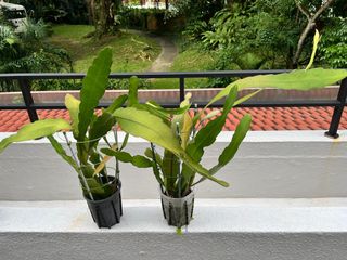 (Category: ) located in . Submitted by geochs (Listing ID 1392221109, Image 1). Description: .
