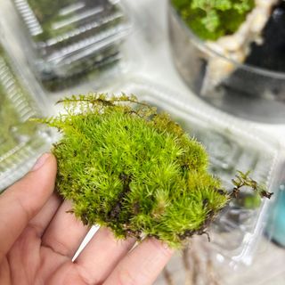 (Category: ) located in . Submitted by terrabotanic2025 (Listing ID 1392277443, Image 1). Description: .