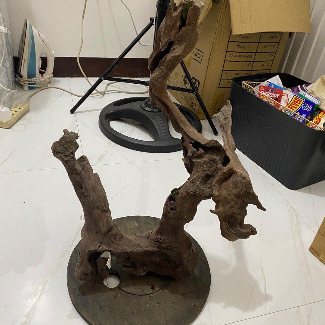 Drift Wood Orchid (Category: Gardening Tools & Ornaments) located in Baguio. Submitted by usedcondition (Listing ID 1392120278, Image 3). Description: pwede sa aquarium 1.7 foot height.