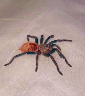 (Category: ) located in . Submitted by zetiveent72214 (Listing ID 1392483892, Image 1). Description: .
