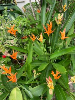 (Category: ) located in . Submitted by gardensnick (Listing ID 1392375317, Image 1). Description: .