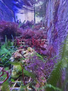 (Category: ) located in . Submitted by chezloonz (Listing ID 1254284059, Image 1). Description: .