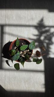 （分類：）位於 。 由 blurrybeing 提交（商品編號 1392314755，圖片 1）。簡介： 。