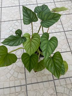 （分類：）位於 。 由 axellei 提交（商品編號 1392410445，圖片 1）。簡介： 。