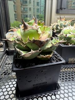 （分類：）位於 。 由 solardreamer832 提交（商品編號 1392569034，圖片 1）。簡介： 。