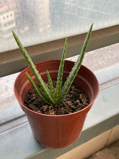 （分類：）位於 。 由 ko__ok 提交（商品編號 1392518649，圖片 1）。簡介： 。