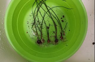（分類：）位於 。 由 pufferdish 提交（商品編號 1392671184，圖片 1）。簡介： 。