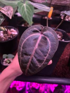 (Category: ) located in . Submitted by arfplants (Listing ID 1392536532, Image 1). Description: .