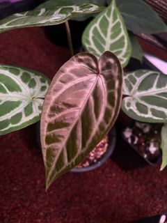 (Category: ) located in . Submitted by arfplants (Listing ID 1372520364, Image 1). Description: .