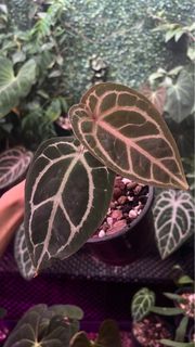 (Category: ) located in . Submitted by arfplants (Listing ID 1392536772, Image 1). Description: .